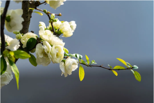 QQ_1775698599865.png