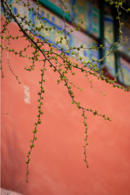 QQ_1775698641543.png