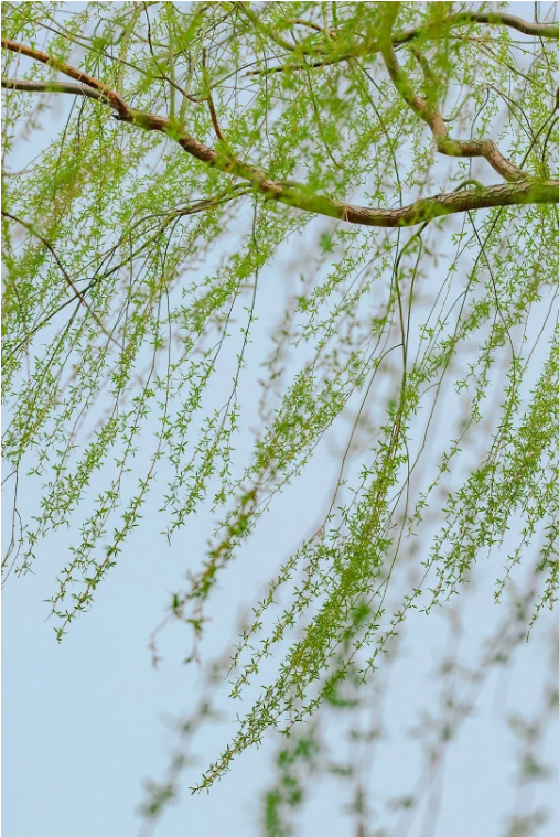 QQ_1775698709583.png