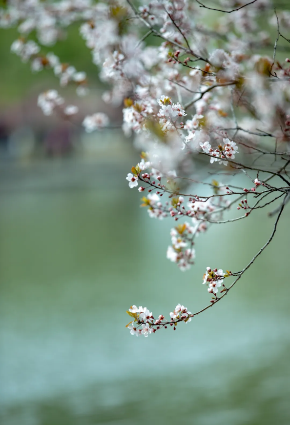 QQ_1775698757359.png