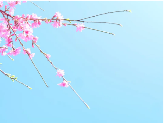 QQ_1778482247464.png