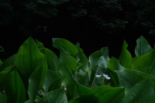 1782268713926560.png QQ_1782268309888.png