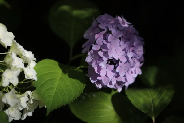 QQ_1789355505311.png